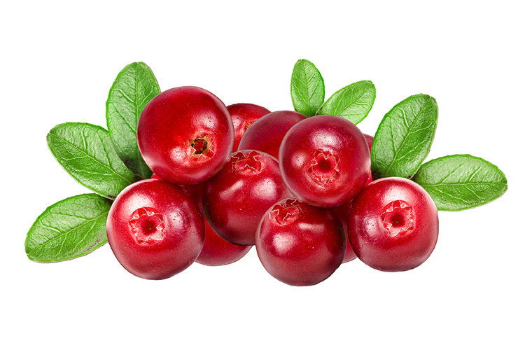 cranberry