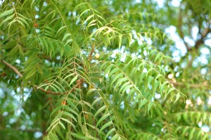 Azadirachta indica (Neem)