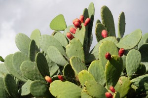 Prickly pear cactus