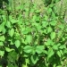 Tulsi