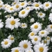 Chamomile