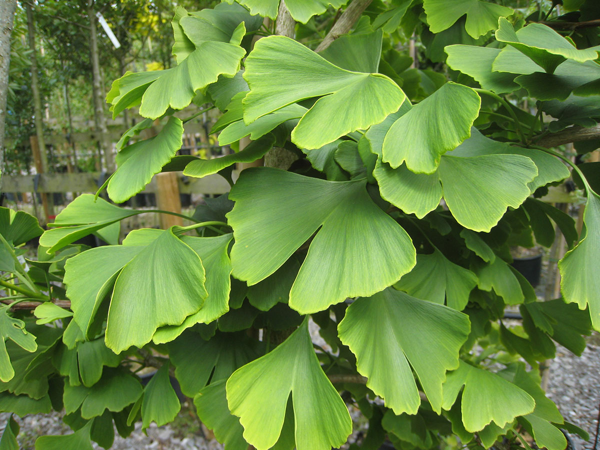 Ginkgo Biloba 2