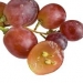 Grape Seed