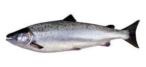 SALMON