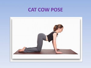 Cat-Cow Pose