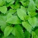 Lemon Balm