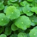 Gotu Kola