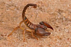 Scorpion Stings