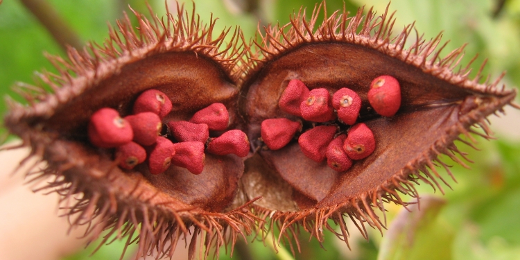 Achiote