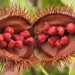 Achiote