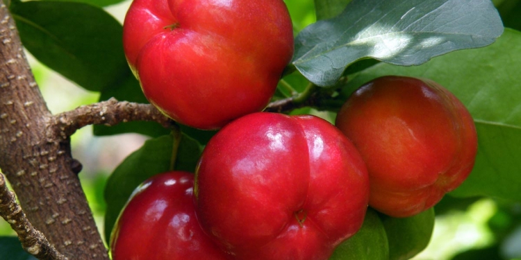 Acerola