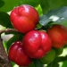 Acerola