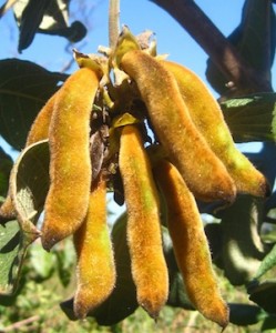 Mucuna Pruriens