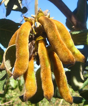 Mucuna Pruriens