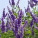 Agnus Castus