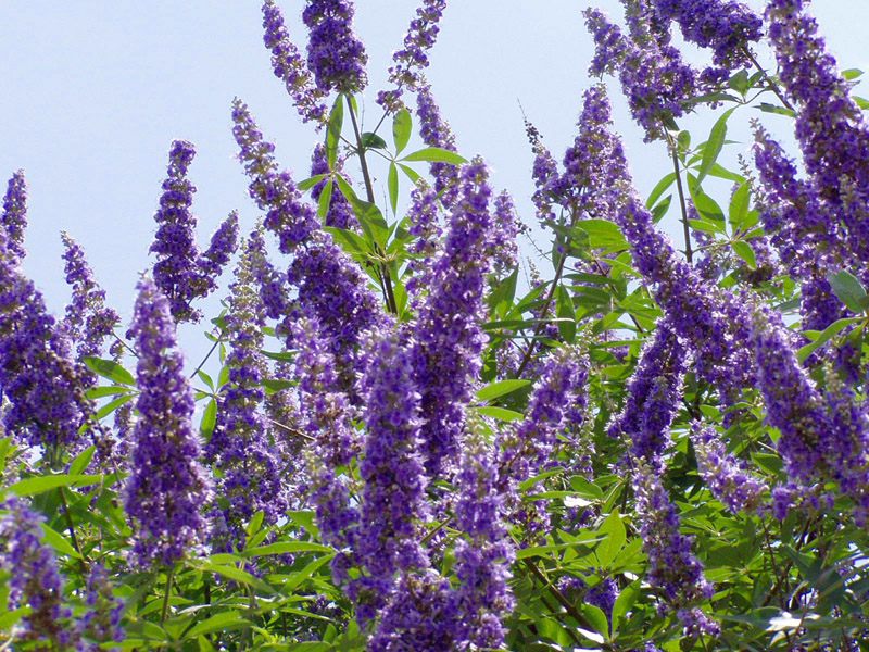 Agnus Castus