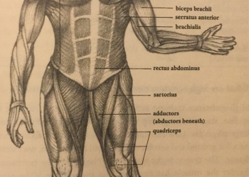 Muscle Groups