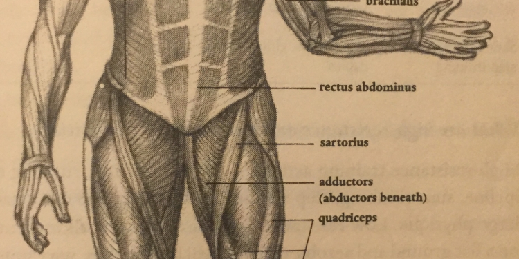 Muscle Groups