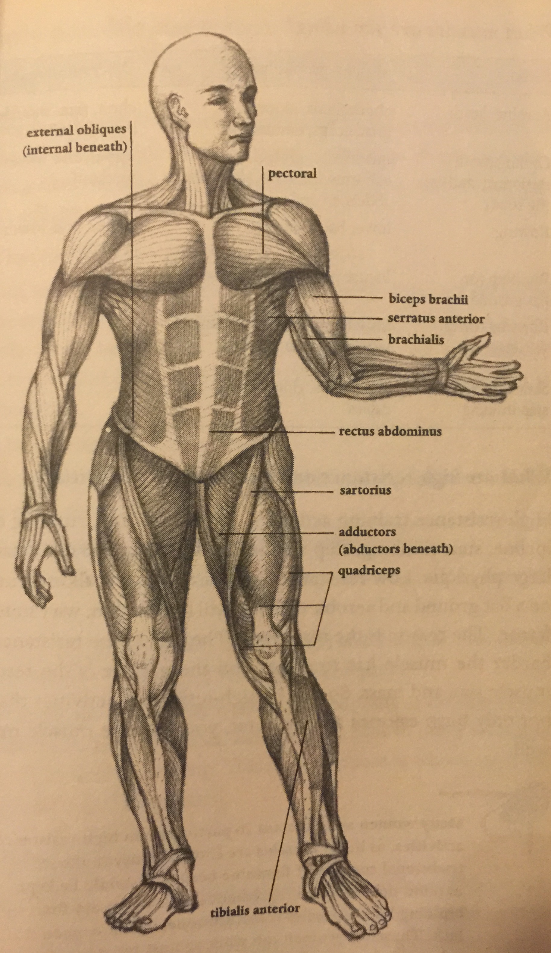 Muscle Groups