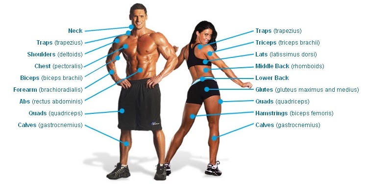 Muscle Groups Explained Here