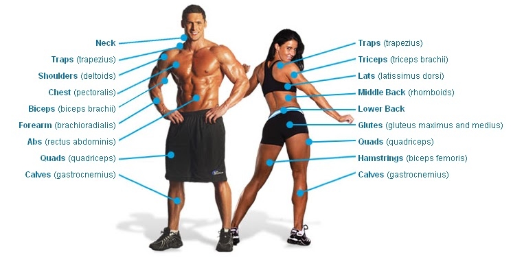 Muscle Groups Explained Here