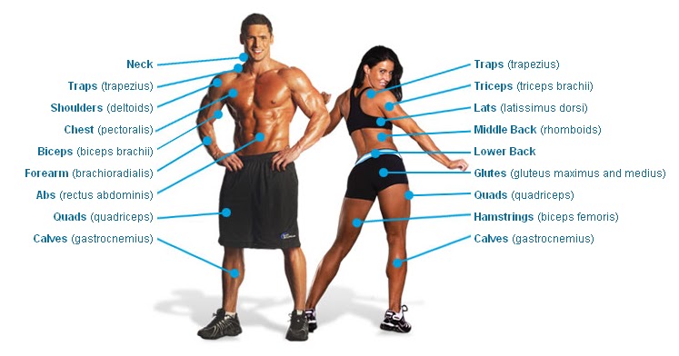 Muscle Groups Explained Here