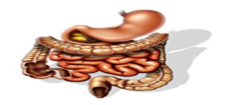 Digestive System