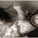 Insomnia