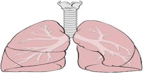 Respiratory System - How To Keep It Healthy | Natural Health News