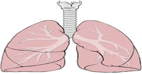 Respiratory System