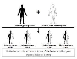 Factor V Leiden