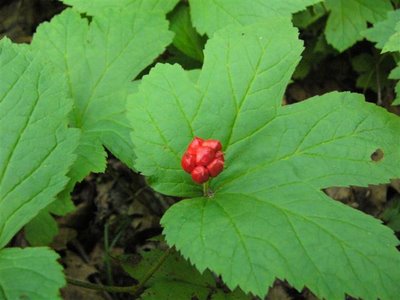 Goldenseal