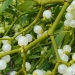 Mistletoe