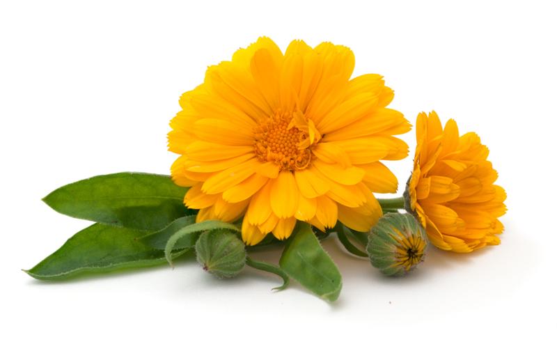 Calendula