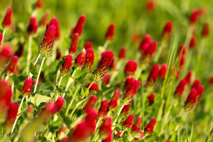 Red Clover