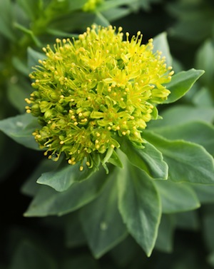 Rhodiola Rosea