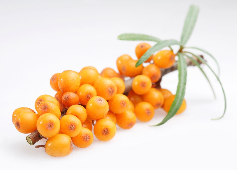 Buckthorn Berry