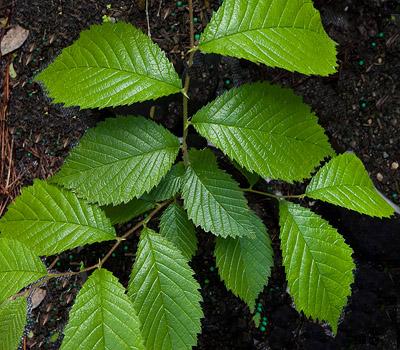 Slippery Elm