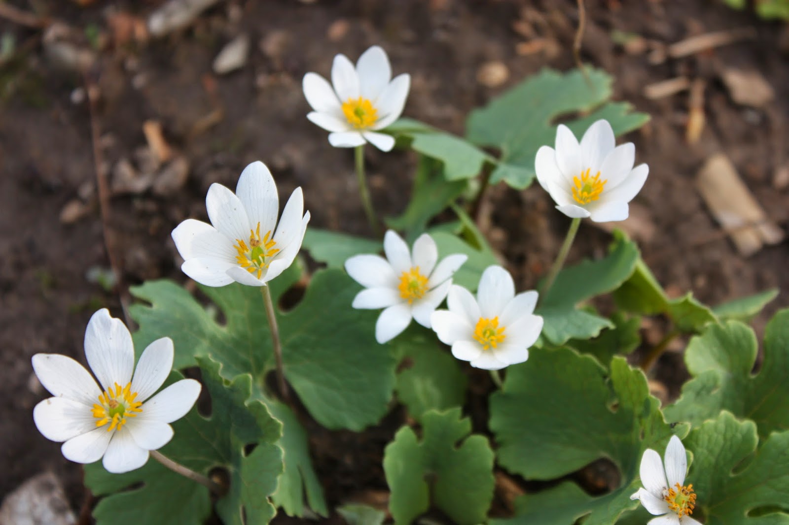 Bloodroot