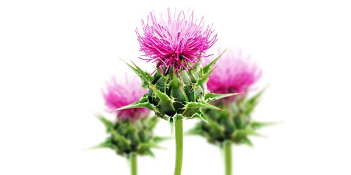 Milk Thistle