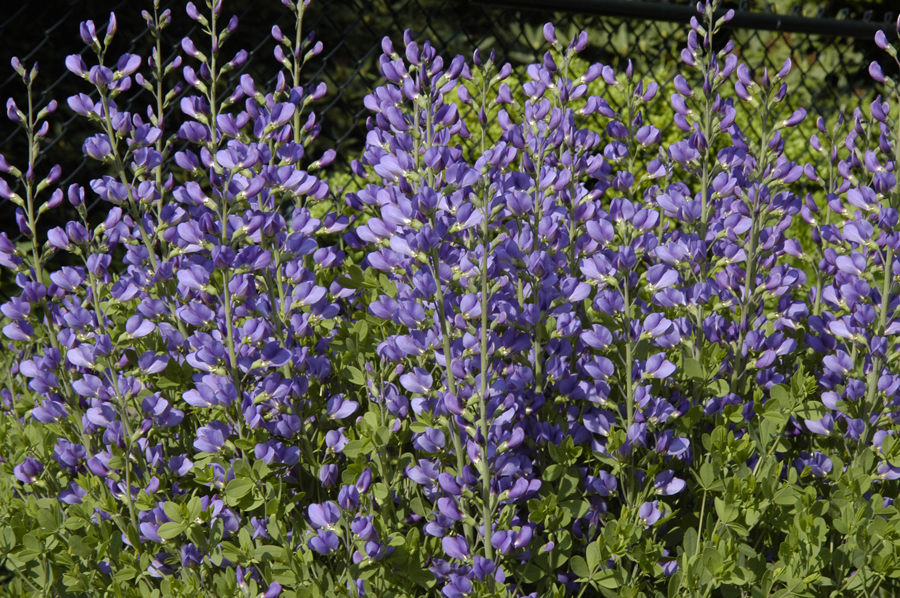 Baptisia