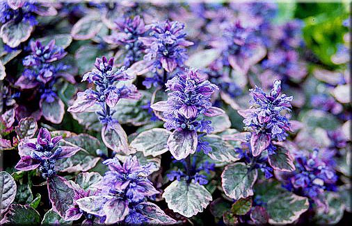 Bugleweed