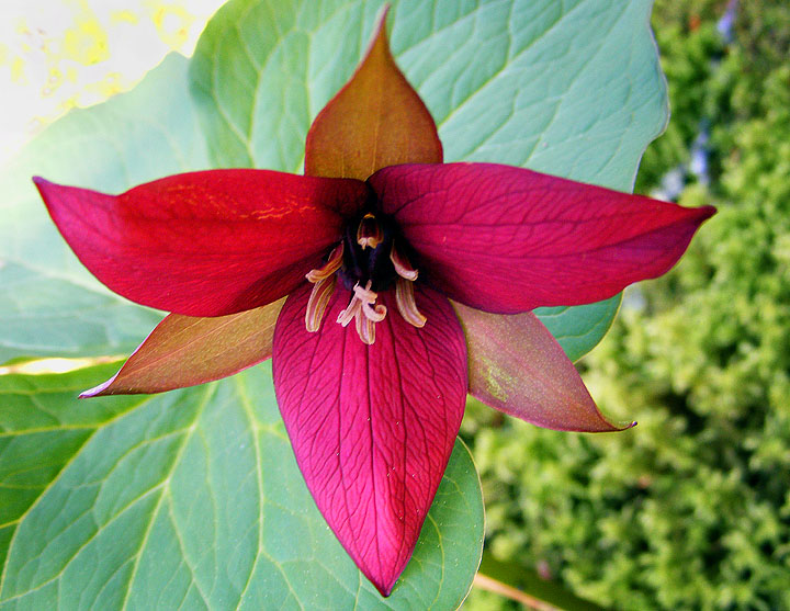 Red Trillium