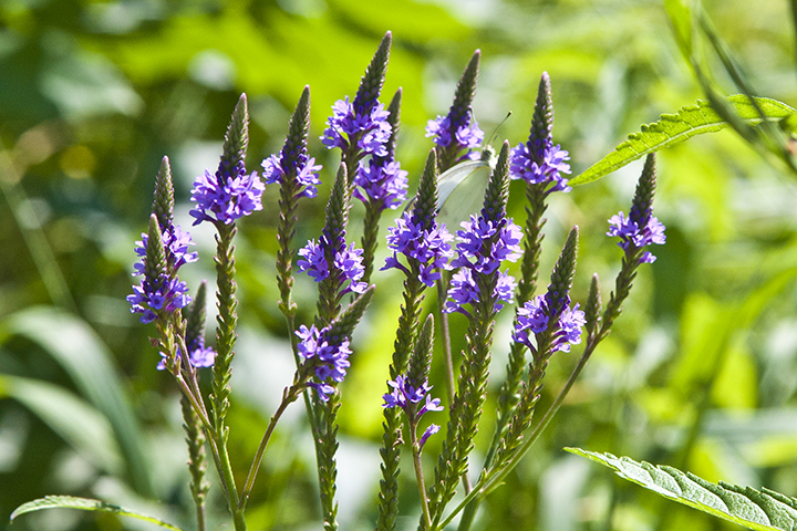 Blue Vervain