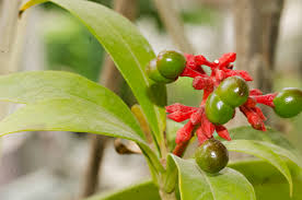 Indian Snakeroot