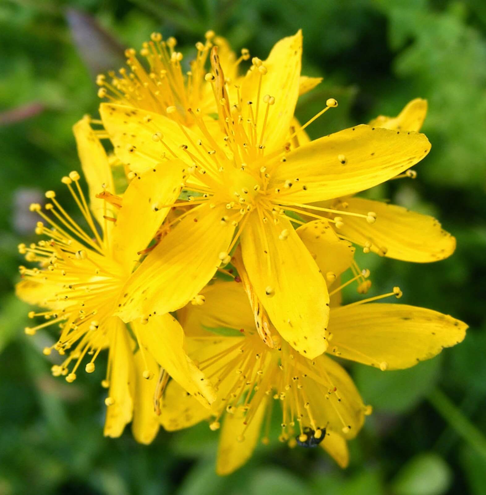 Agrimony