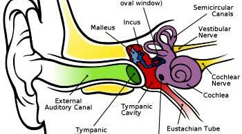 Positional Vertigo Natural Treatment Positional Vertigo Natural Treatment
