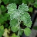 White Horehound