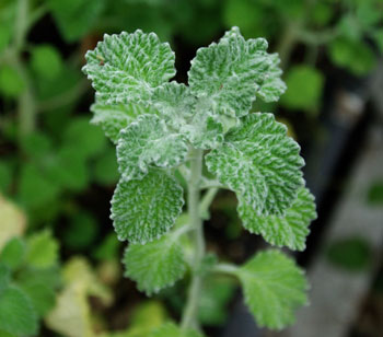 White Horehound