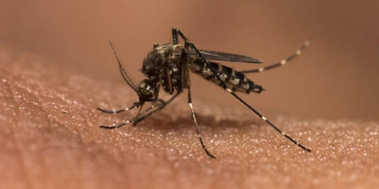 Malaria drug effectiveness hit by under-dosage